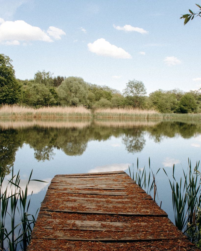 Peaceful lake view with a wooden pier and greenery